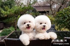 <b>对比熊犬有害的植物</b>
