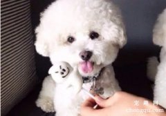 刚出生的比熊犬怎么养？