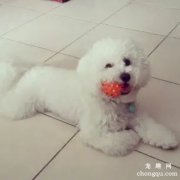 比熊犬需要的营养元素