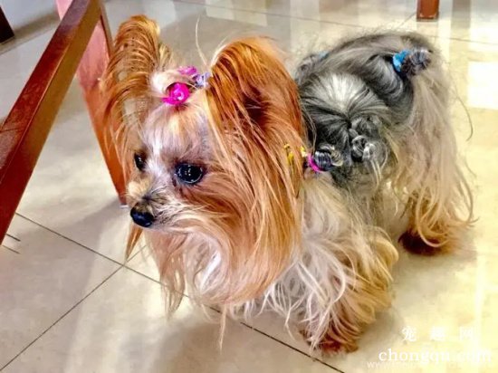 约克夏犬皮肤病怎么办？