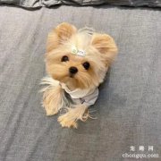 <b>约克夏犬吐黄水怎么回事？</b>