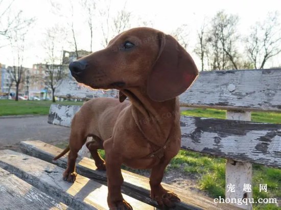 腊肠犬没食欲怎么办?