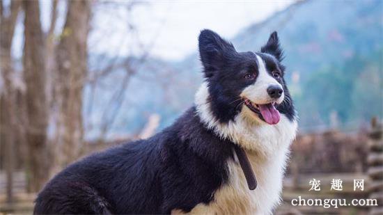 边境牧羊犬生病怎么办？