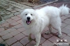 <b>大白熊犬不听话怎么办?</b>