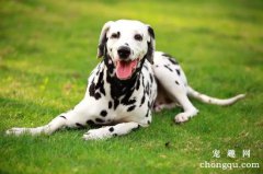 <b>斑点犬不听话怎么办？</b>