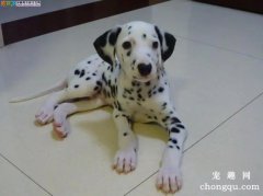 斑点犬乱咬东西怎么办