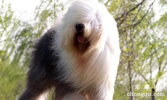 古代牧羊犬很瘦怎么回事?
