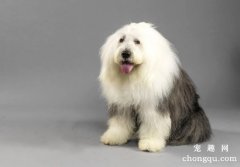 <b>古牧犬护食怎么办？</b>