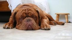 沙皮犬春天怎么养？