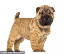 <b>如何治疗沙皮犬的螨虫病？</b>
