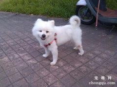 如何养成银狐犬饮食好习惯