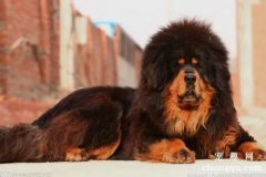 如何给藏獒自制狗粮?