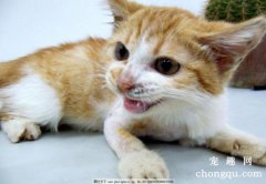 如何护理患脂漏性皮炎的猫咪？