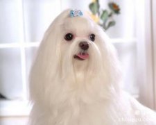 马尔济斯犬掉毛的原因