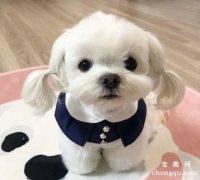 <b>怎么给马尔济斯犬剪毛？</b>