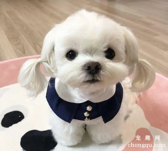 怎么给马尔济斯犬剪毛？