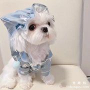 如何养成马尔济斯犬好习惯