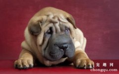 <b>饲养沙皮犬注意事项</b>