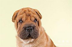 <b>沙皮犬犬瘟热怎么办?</b>