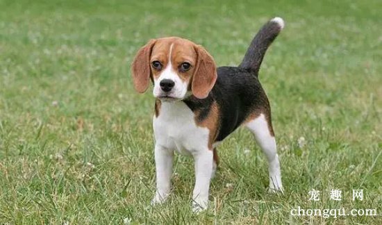 比格犬护食怎么办?