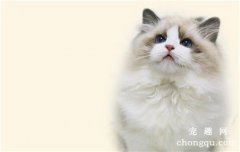猫幽门阻塞有哪些症状？怎么治疗猫幽门阻塞