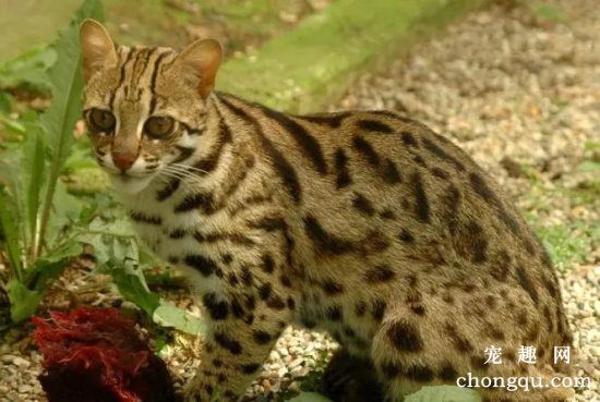 如何正确挑选一只上海豹猫？