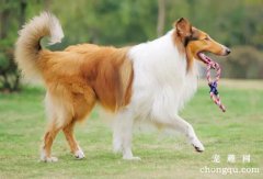 苏格兰牧羊犬受伤了怎么办