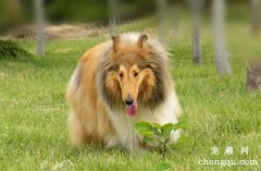 <b>苏格兰牧羊犬怎么减肥？</b>