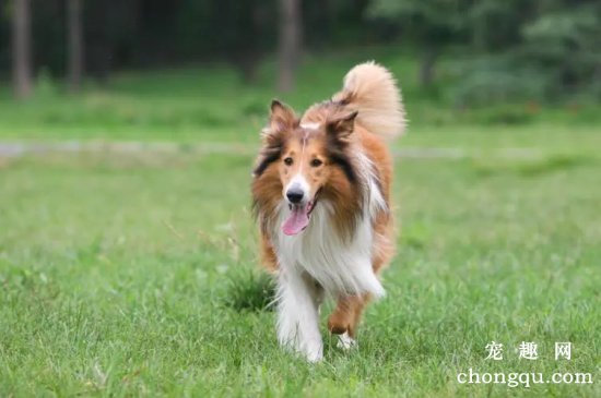 冬天怎么饲养苏格兰牧羊犬