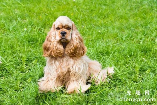 可卡犬夏季如何养护