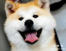 <b>秋田犬口臭怎么办?</b>