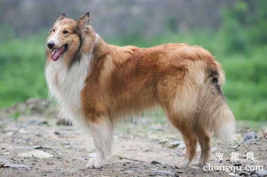 如何护理苏格兰牧羊犬的眼睛？