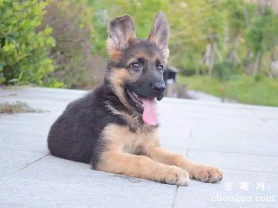 德国牧羊犬常见的皮肤病
