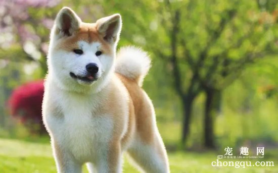 秋田犬饮食注意事项