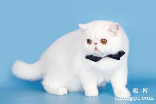 宠物猫尿频怎么办？猫咪尿频的原因