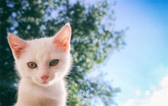 宠物猫伪狂犬病的症状及防治方法