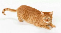 <b>橘猫是什么品种？橘猫的品种和价格</b>