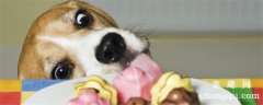 狗为什么不能吃木糖醇?