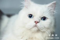 猫咪的疱疹病毒（猫鼻肺炎病毒）的症状及治疗方法