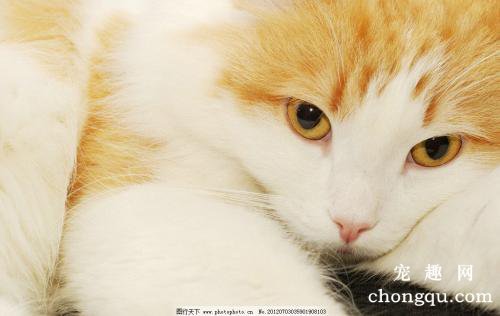 猫咪排尿困难可能得了下泌尿道综合症的防治方法