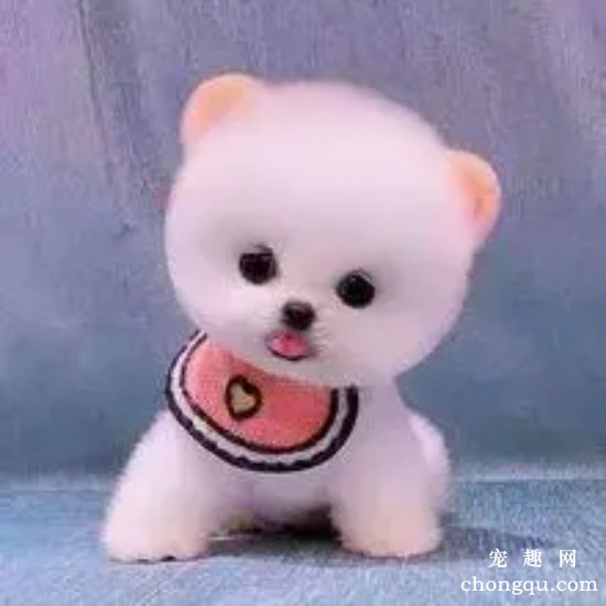 如何给狗狗去除泪痕？