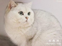 猫咪排便困难常用的泻药有哪些？