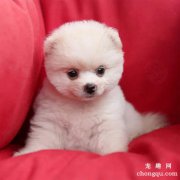 冬天博美犬怎么养护？