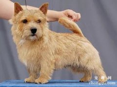 怎么给罗福梗犬清洁卫生?