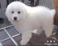 <b>大白熊怎么那么爱睡觉?</b>