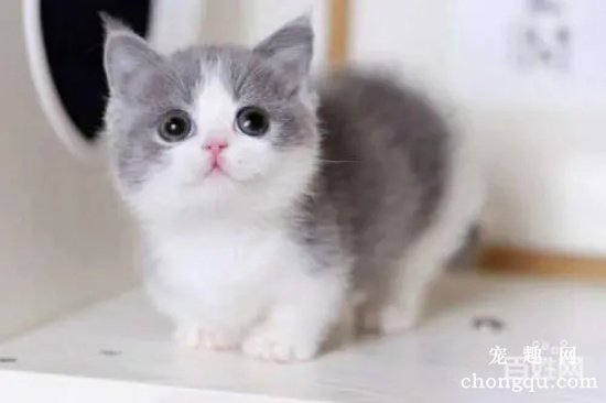 不同种类猫咪的优缺点