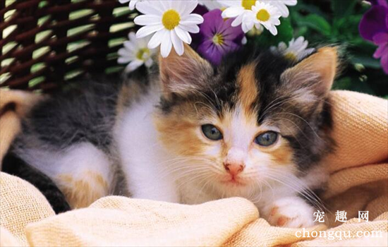 猫咪自发性膀胱炎的表现症状及治疗方法
