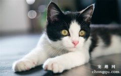 猫披衣菌肺炎的症状及治疗