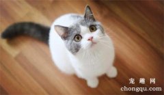 宠物猫马拉色菌性皮炎的症状及治疗方法