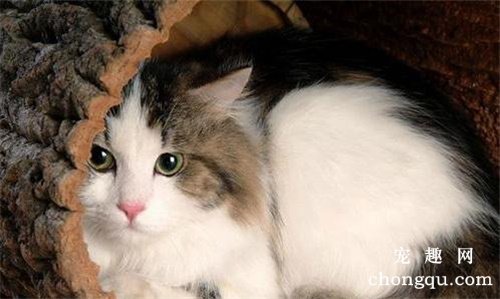 猫咪急性肾功能衰竭的症状与治疗